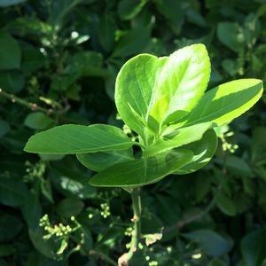 Meet your Posher, Nely